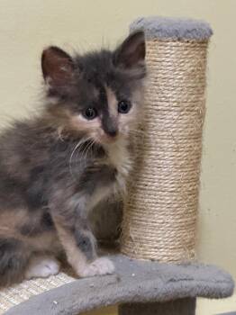 Granita -  Manx Cat for Adoption in Bloomington, Indiana - Granita | PetCurious