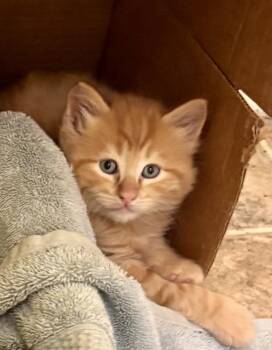 Tommy -  Domestic Long Hair Cat for Adoption in Richmond, Virginia - Tommy | PetCurious