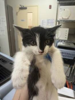 Evangeline -  Domestic Medium Hair and Domestic Short Hair Cat for Adoption in Honolulu, Hawaii - Evangeline | PetCurious