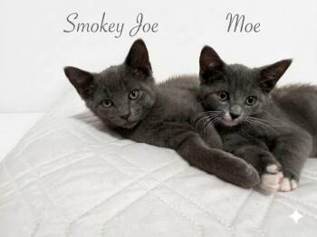 Smokey Joe & Moe -  Domestic Short Hair Cat for Adoption in Midlothian, Texas - Smokey Joe & Moe | PetCurious