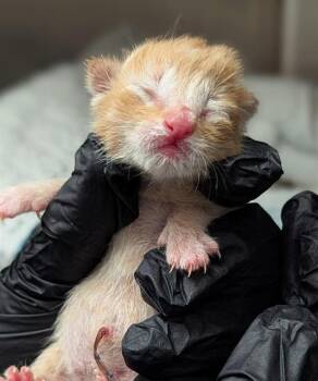 Domestic Short Hair Cats Available for Adoption in Fort Lauderdale, Florida - GIBBY | PetCurious