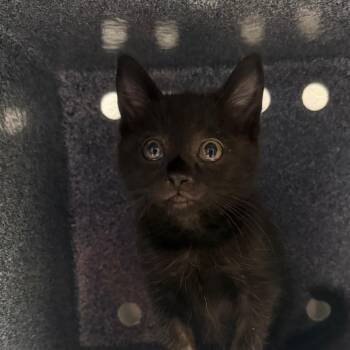 Domestic Short Hair Cats Available for Adoption in Greenville, South Carolina - Nexus | PetCurious