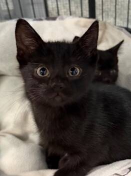 Hooligan 26 -  Domestic Short Hair Cat for Adoption in Brookhaven, Mississippi - Hooligan 26 | PetCurious