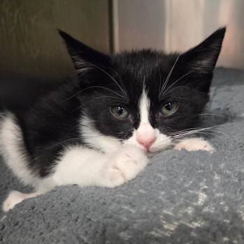 Tumble -  Domestic Short Hair Cat for Adoption in Houston, Texas - Tumble | PetCurious