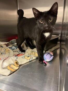 Domestic Short Hair Cats Available for Adoption in Chambersburg, Pennsylvania - Winter | PetCurious