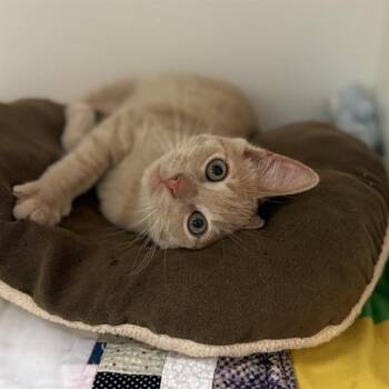 TRUCKER -  Domestic Medium Hair Cat for Adoption in Sugar Land, Texas - TRUCKER | PetCurious