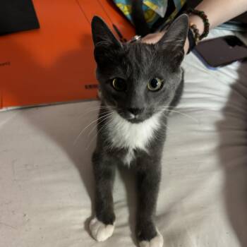 Leon -  Domestic Short Hair Cat for Adoption in Bellmawr, New Jersey - Leon | PetCurious