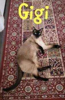 Siamese Cats Available for Adoption in Ruskin, Florida - Gigi | PetCurious