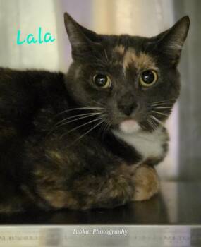 Rescue Domestic Short Hair Cats for Adoption in Cambridge, Maryland - Lala | PetCurious