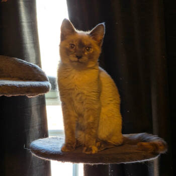 Rescue Snowshoe Cats for Adoption in Abingdon, Maryland - 1025-141 Slinky | PetCurious