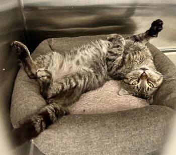 CALEB -  Domestic Short Hair Cat for Adoption in Kalamazoo, Michigan - CALEB | PetCurious