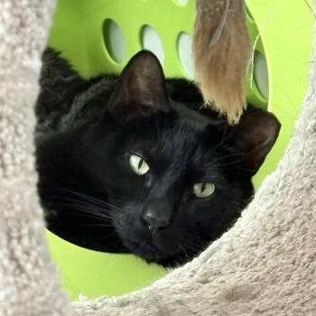 Domestic Short Hair Cats Available for Adoption in Middletown, Rhode Island - Archie | PetCurious