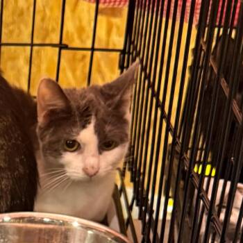 Eeyore (The Forgotten) -  Domestic Short Hair Cat for Adoption in Lancaster, Ohio - Eeyore (The Forgotten) | PetCurious