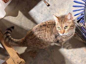 Domestic Short Hair Cats Available for Adoption - Cleo | PetCurious