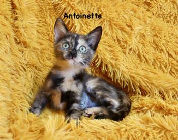 Tortoiseshell Cats Available for Adoption in St. Augustine, Florida - Antoinette | PetCurious