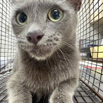 Burtha -  Domestic Short Hair Cat for Adoption in Lufkin, Texas - Burtha | PetCurious