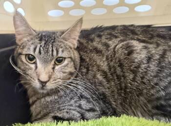 Papillon Blossom -  Tabby and Domestic Short Hair Cat for Adoption in Chandler, Arizona - Papillon Blossom | PetCurious