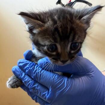 Lemon -  Domestic Short Hair Cat for Adoption in Pasadena, California - Lemon | PetCurious