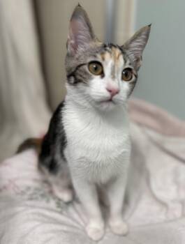 Domestic Short Hair and Tortoiseshell Cats Available for Adoption - Flash | PetCurious