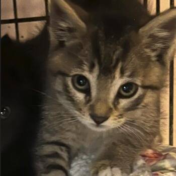 Fennel -  Domestic Short Hair Cat Available for Adoption in Oceanside, New York - Fennel | PetCurious