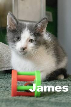 Rescue Domestic Short Hair Cats for Adoption in Macomb, Illinois - James | PetCurious