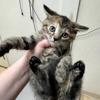 Domestic Short Hair Cats Available for Adoption in Pekin, Illinois - Adopt | PetCurious