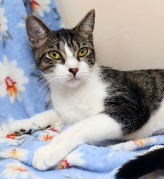 Domestic Short Hair Cats Available for Adoption in Tierra Verde, Florida - Matilda | PetCurious