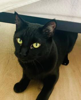 Rescue Domestic Short Hair Cats for Adoption in Oceanside, California - Marcus | PetCurious