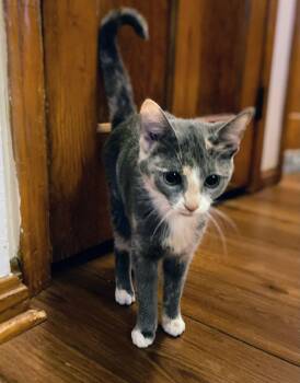 Dilute Calico Cats Available for Adoption - Gracie Gray | PetCurious