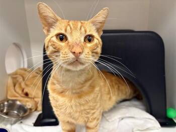 JULIUS -  Domestic Short Hair Cat for Adoption in Ontario, California - JULIUS | PetCurious