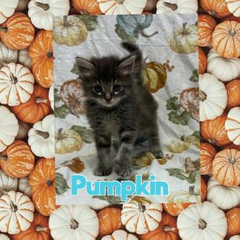 Pumpkin -  Domestic Short Hair Cat for Adoption in Royse City, Texas - Pumpkin | PetCurious