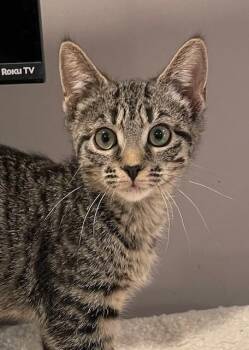 Rescue Domestic Short Hair Cats for Adoption in Woodland Park, New Jersey - Misty (LE) | PetCurious