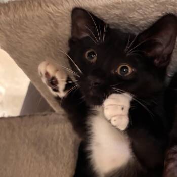 Shira -  Domestic Short Hair Cat for Adoption in Port Richey, Florida - Shira | PetCurious