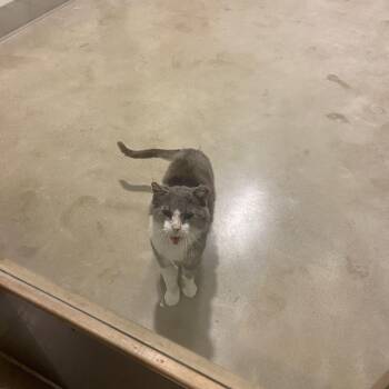 Rescue Domestic Short Hair Cats for Adoption in Chicago, Illinois - Fauxdio | PetCurious