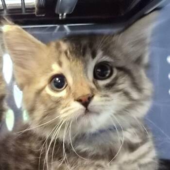 Bullwinkle -  Domestic Medium Hair Cat for Adoption in Montgomery, Alabama - Bullwinkle | PetCurious