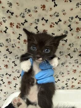 XAVIER -  Domestic Short Hair Cat for Adoption in Riverside, California - XAVIER | PetCurious