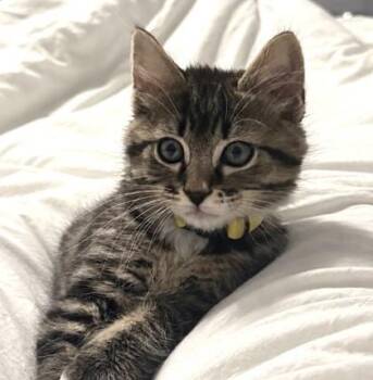Anemone -  Domestic Medium Hair and Domestic Short Hair Cat for Adoption in Morristown, New Jersey - Anemone | PetCurious