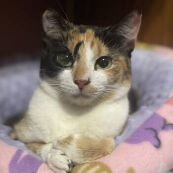 Calico Cats Available for Adoption - Stella | PetCurious
