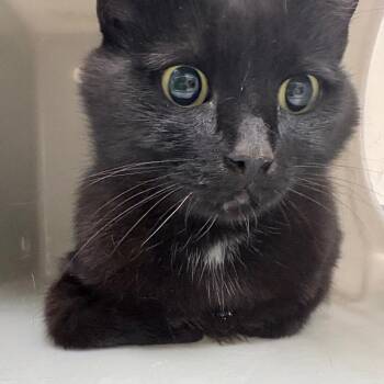 Pam -  Domestic Short Hair Cat for Adoption in Reno, Nevada - Pam | PetCurious