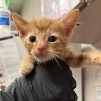 Obi -  Domestic Short Hair Cat for Adoption in Murray, Utah - Obi | PetCurious