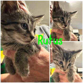 Rufus -  Domestic Short Hair Cat for Adoption in Byrdstown, Tennessee - Rufus | PetCurious