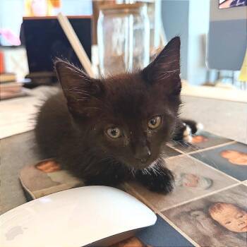 Webster -  Domestic Short Hair Cat for Adoption in Hannibal, Missouri - Webster | PetCurious
