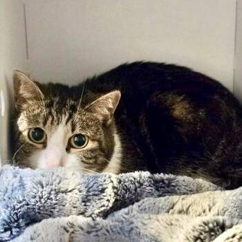 Bella -  Domestic Short Hair Cat for Adoption in Briarcliff Manor, New York - Bella | PetCurious