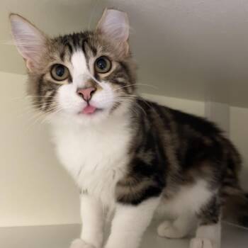 Rescue Domestic Long Hair Cats for Adoption in Friday Harbor, Washington - Smudge | PetCurious