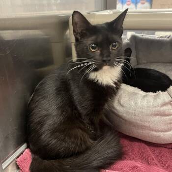 Maelee -  Domestic Medium Hair Cat for Adoption in Norwalk, Connecticut - Maelee | PetCurious