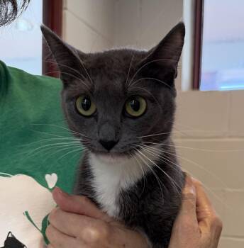 Violet -  Domestic Short Hair Cat for Adoption in Slidell, Louisiana - Violet | PetCurious