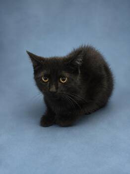 Freddy Cougar -  Domestic Short Hair Cat for Adoption in Winnsboro, South Carolina - Freddy Cougar | PetCurious