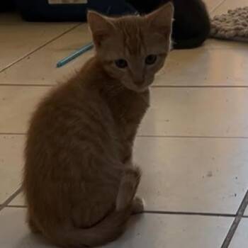 Extra -  Domestic Short Hair Cat for Adoption in Springfield, Missouri - Extra | PetCurious
