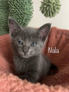 Rescue Russian Blue Cats for Adoption in Santa Ana, California - Nala | PetCurious