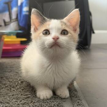 Dae -  Domestic Short Hair Cat for Adoption in Long Beach, California - Dae | PetCurious